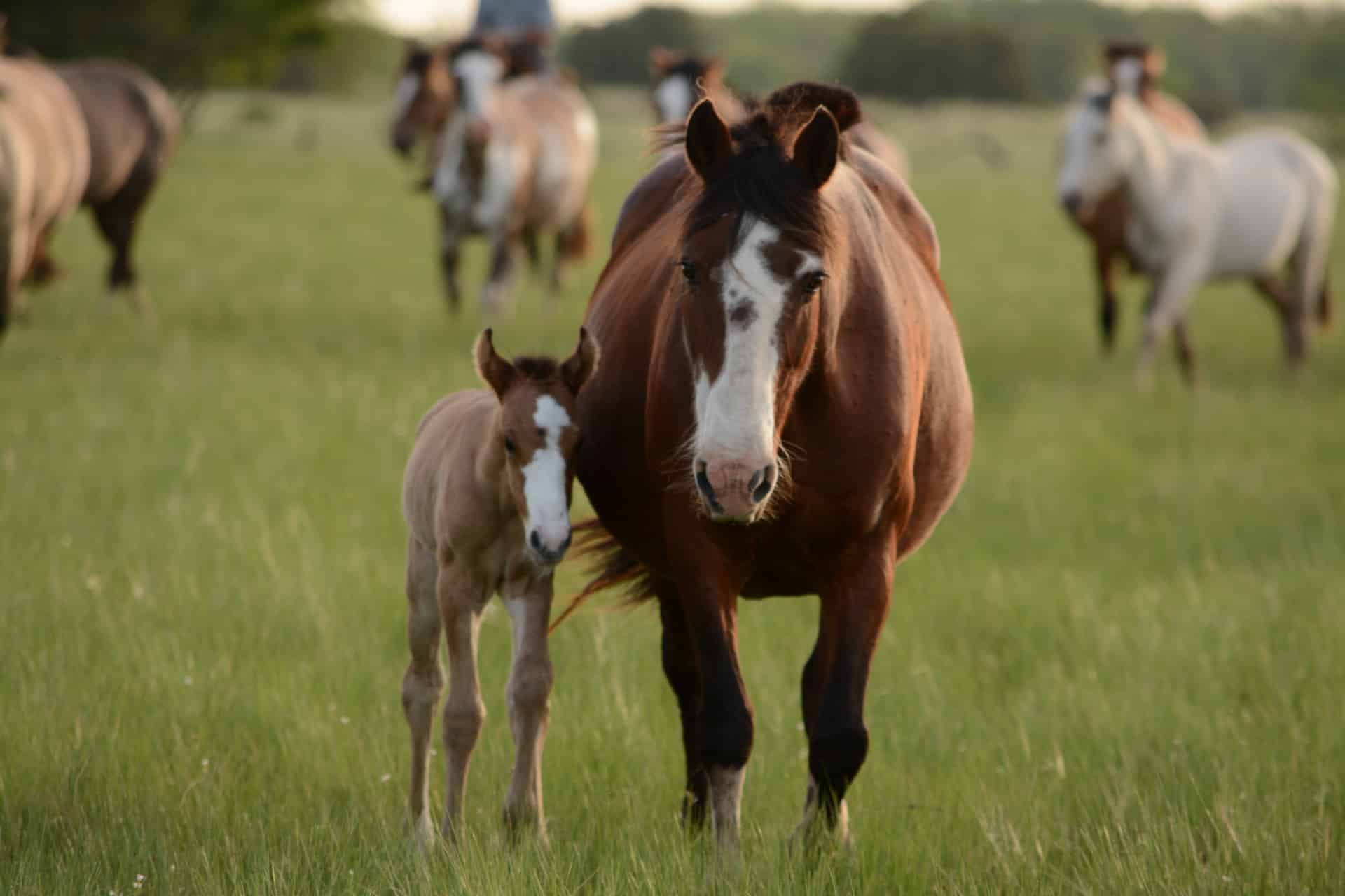 Securing Your Stud’s IT Infrastructure: Why It Matters for the Equine Industry in Suffolk.